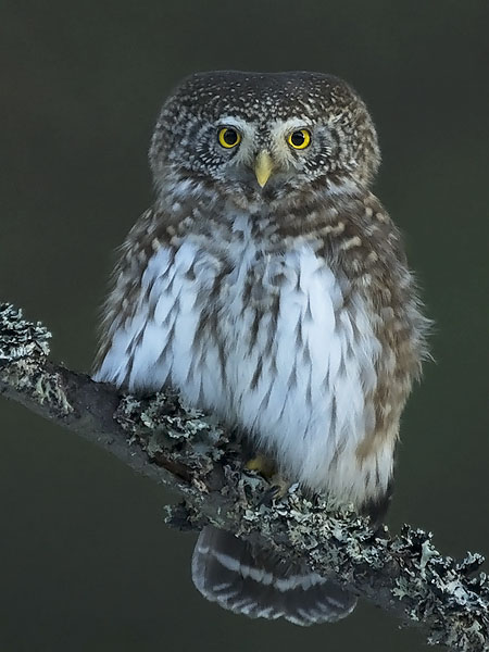 Varpuspöllö, Eurasian Pygmy Owl, Glaucidium passerinum 